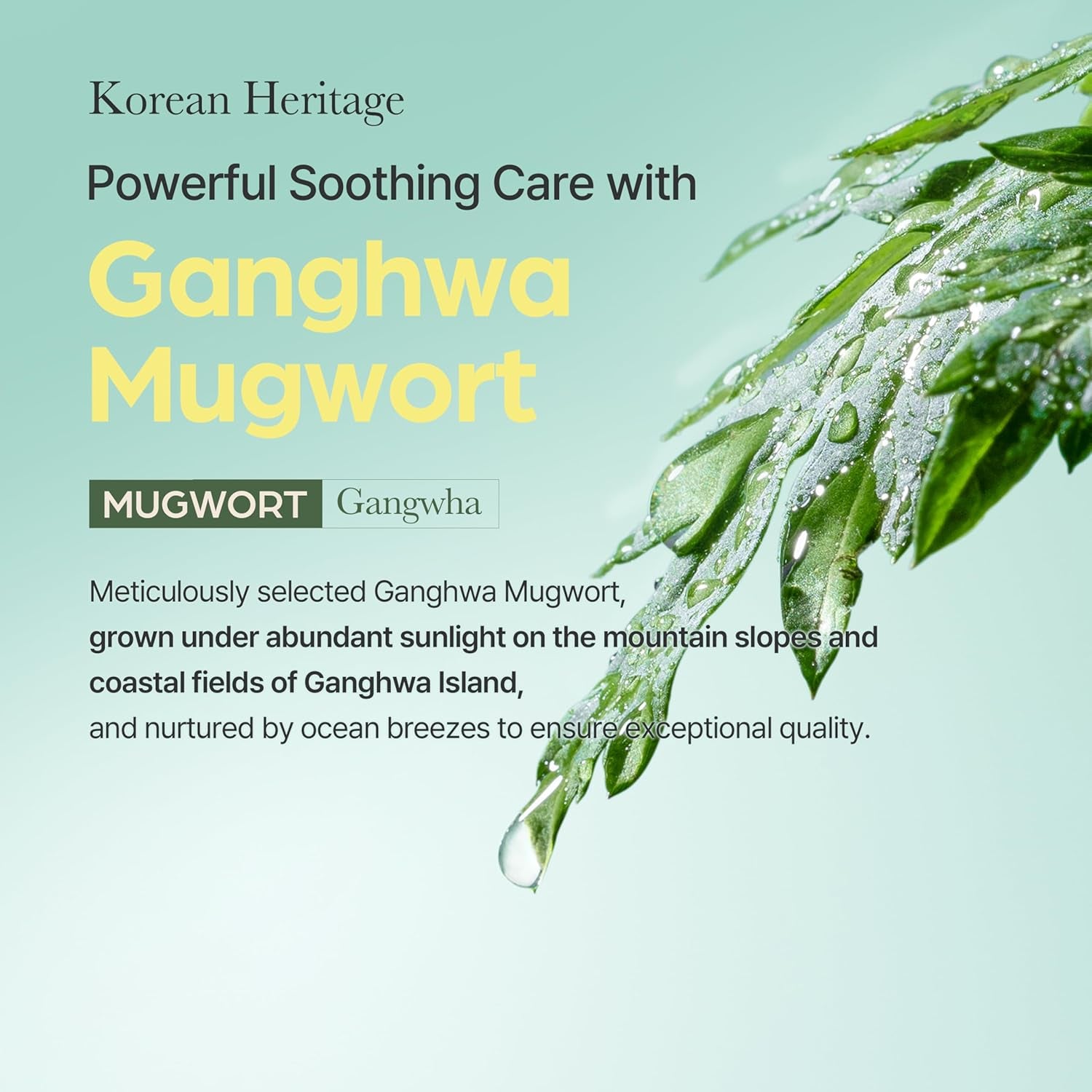 Mugwort Mask, Wash-Off Calming Face Mask with Mugwort Extract, Cooling & Soothing Care for Sensitive Skin, Korean Skincare 2.46 Fl.Oz